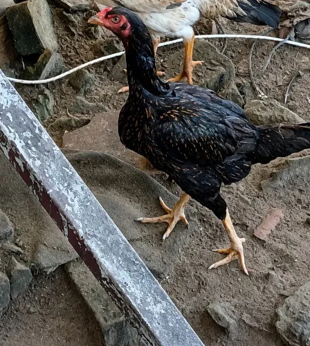 Galinhas índia