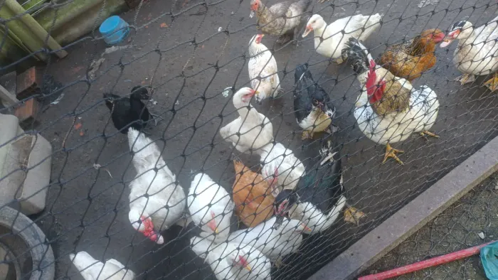 Galinhas Galos, patas e pato