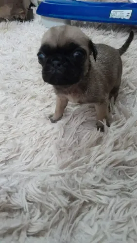 Pug macho filhote