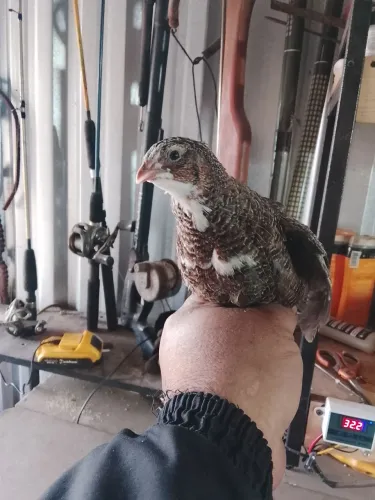 Ovos de codorna gigante férteis