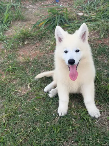 Pastor Suíço Branco com Pedigree, Microchip e Vacinas em Dia