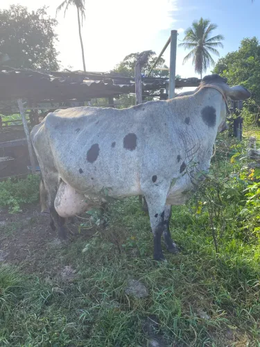 Vende-se vaca 