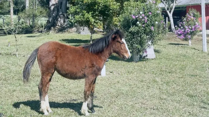 Vende-se Cavalo  R$ 1.600,00 com 7 meses de nascimento