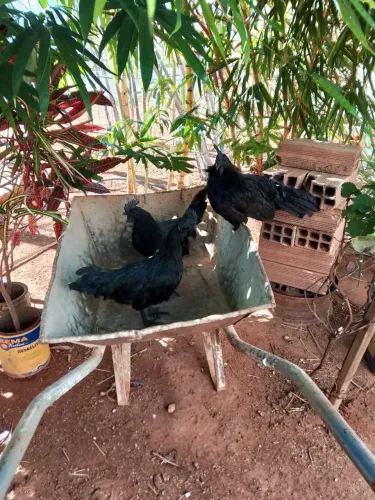 Troco frango ayam cemani puro em fêmea cemani