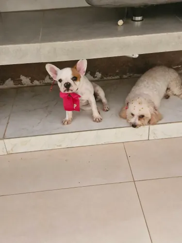 Cachorro