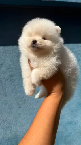 Lulu da pomerania
