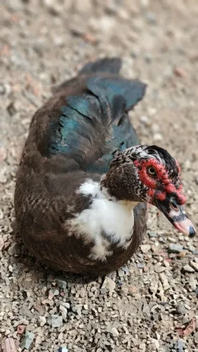 Vende-se Pato ? 