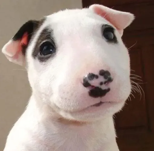Bull Terrier Machos e Femeas 