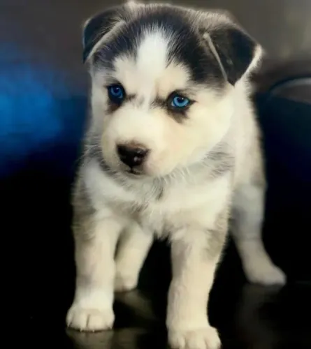 Husky Siberiano Pequenos gestos, grandes sentimentos