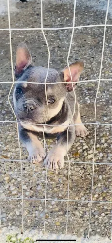 Filhote de Bully tri BLUE ( micro )