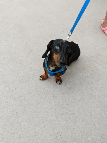 Dachshund (Basset Cofap salsicha) machos P/ venda ou troca em filhote ou fêmea adulta 