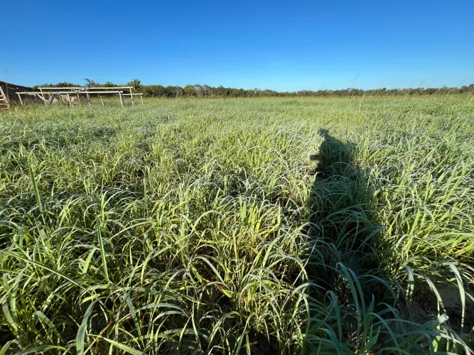 Oportunidade única FAZENDA no PIAUÍ