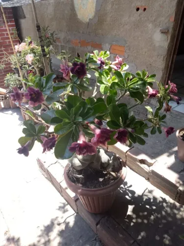 Rosa do deserto