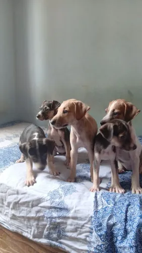 Filhotes para Doação 