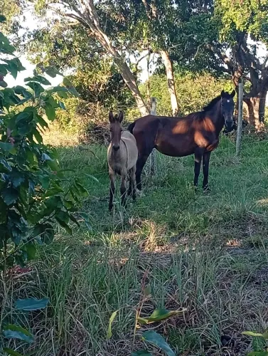 Vendo uma égua já prenha e um burro