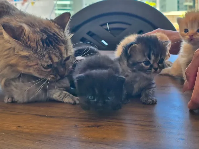 Vendo lindos filhotes de gatos Persas