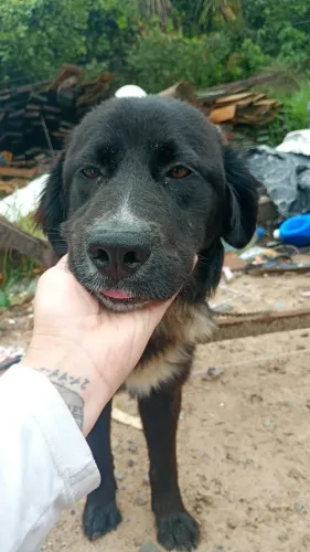 Cachorro docil para doação