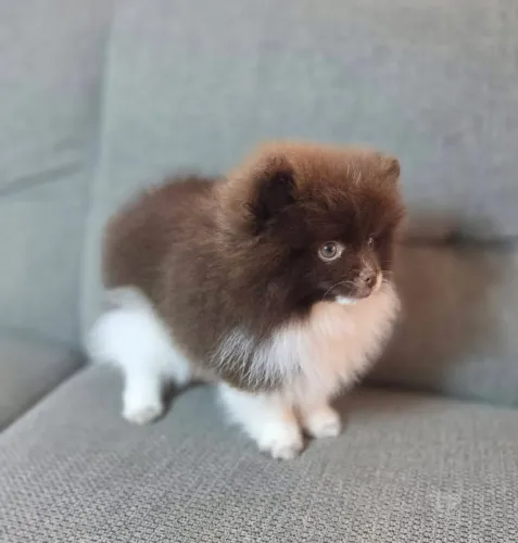 Spitz