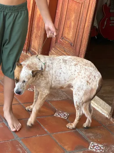 Cachorro