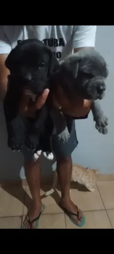 Filhote de Cane Corso - PROMOÇÃO 