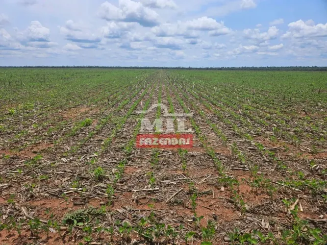 Fazenda 4.000 hectares Tapurah - MT
