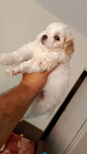 Poodle