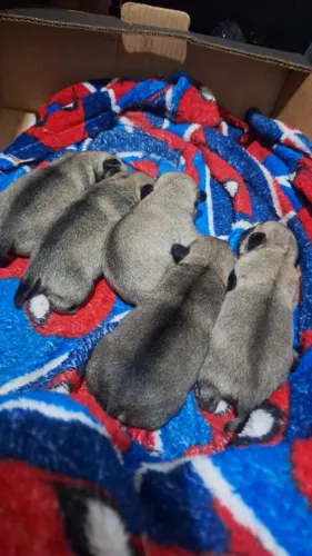 Filhotes de pug