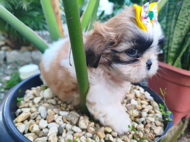 Shih Tzu fêmea 