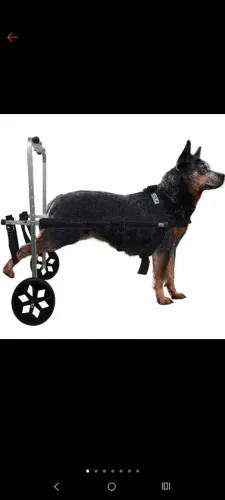 Andador suporte de cães
