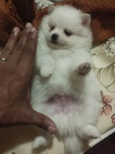Spitz alemão