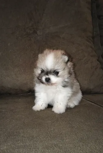LULU DA POMERÂNIA FÊMEA (SPITZ ALEMÃO)