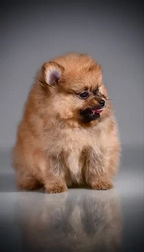 Spitz alemão anão macho