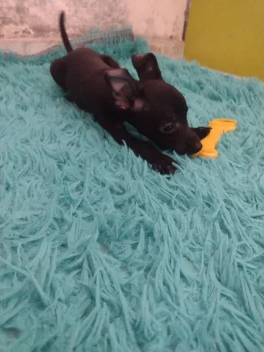 Doa-se Pinscher macho