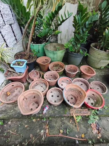 Vasos para orquídeas diversos tamanhos
