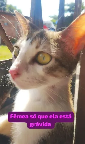 Gatos pra doação