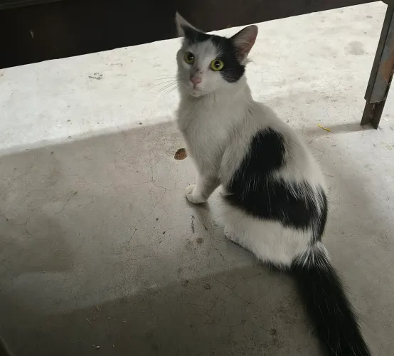 Doação de gato ?