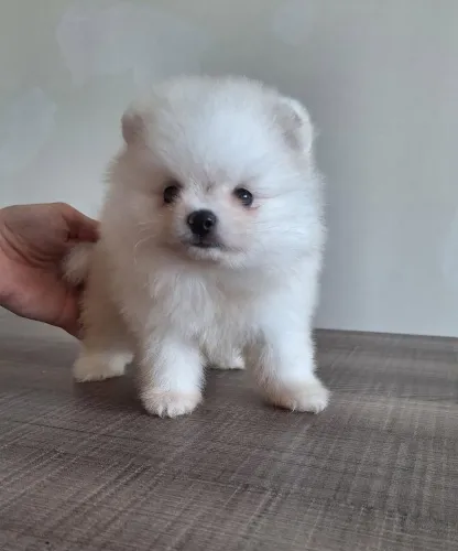 Spitz Alemão Anão - Um Lindo Filhote.