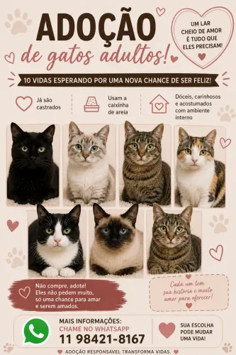 Adoção de gatos
