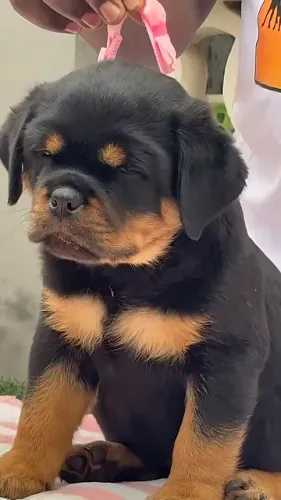 ROTTWEILER NO PADRÃO DA RAÇA