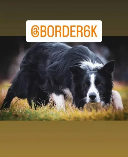Border Collies Filhotes e Babys
