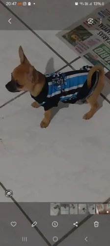 Vendo cao miniatura 