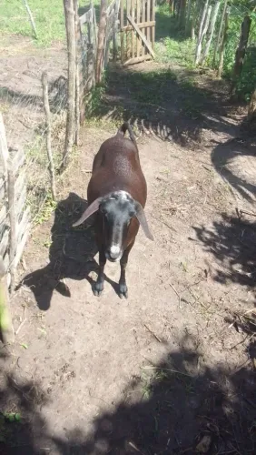 Vendo ovelha Santa Inês