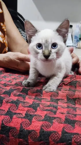 Gatos machos para doação!