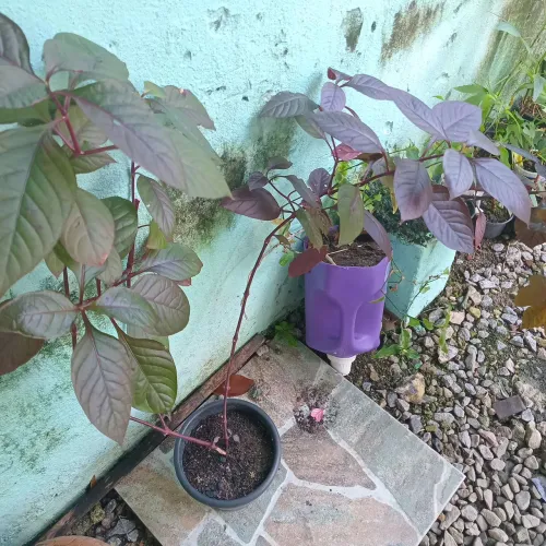 Planta penicilina/ Terramicina 