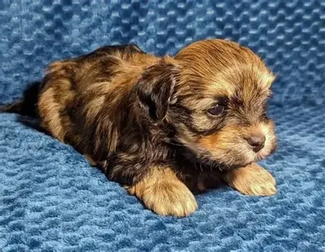 poodle c shitzu lindos e peludos 