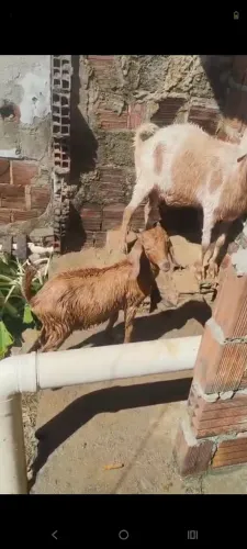 Cabra buchada e cabrito