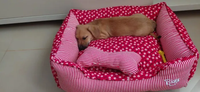 Cachorro pequeno medio porte