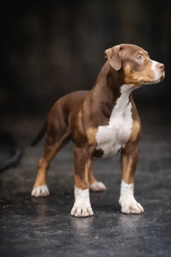 Filhotes American Bully XL / Pitmonster 