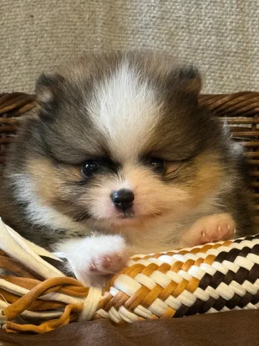 Spitz Alemão Urso lindo e fofo