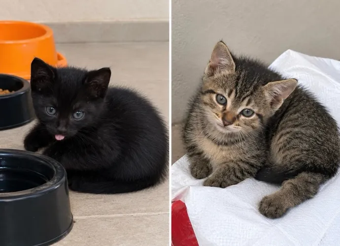 Gatos com 2 meses para adoção